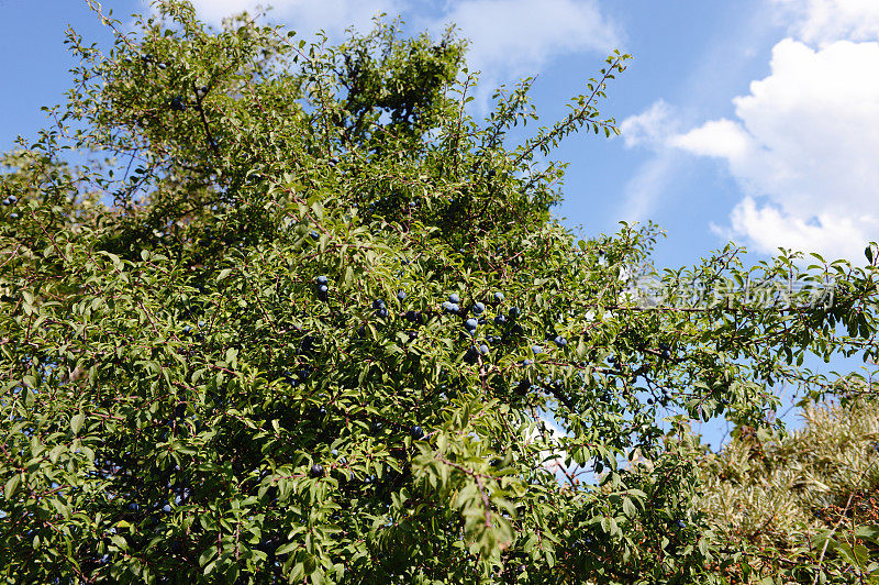 黑刺李(Prunus spinosa)